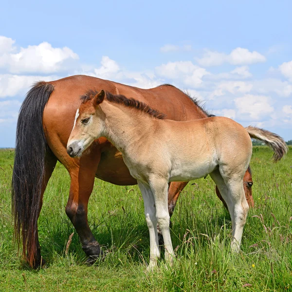 A foal on a summer pasture in a rural landscape — Stock Photo, Image