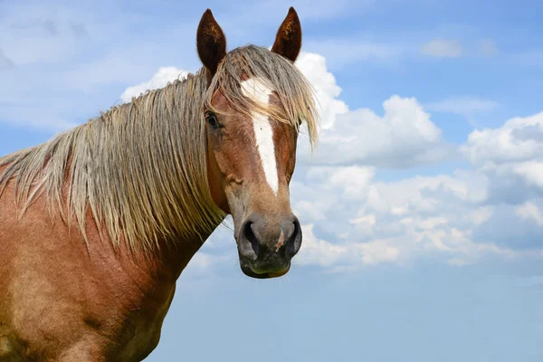 Un caballo en un pastizal de verano en un paisaje rural —  Fotos de Stock