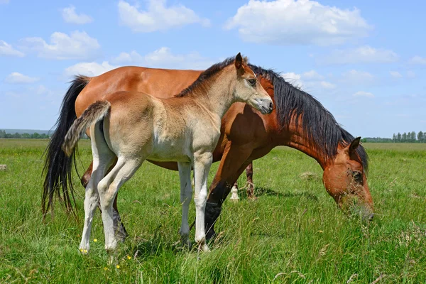 Un puledro su un pascolo estivo in un paesaggio rurale — Foto Stock