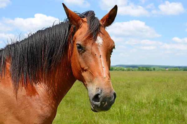 Un caballo en un pastizal de verano en un paisaje rural —  Fotos de Stock