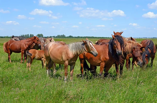 Cavalli su un pascolo estivo in un paesaggio rurale . — Foto Stock