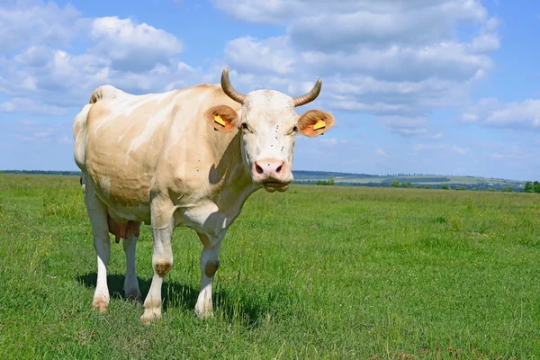 Vaca em um pasto de verão — Fotografia de Stock