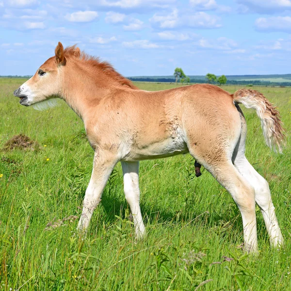 Un puledro su un pascolo estivo in un paesaggio rurale — Foto Stock