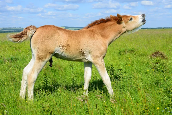 Um potro em um pasto de verão em uma paisagem rural — Fotografia de Stock