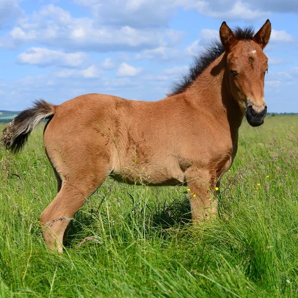 bir yaz kırsal manzara mera üzerinde bir tayı