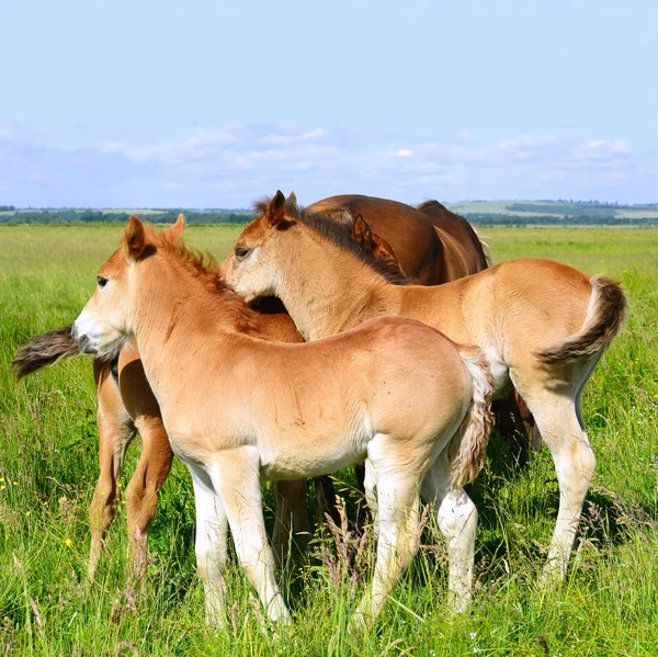 Föl på en fäbod i landsbygdens landskap — Stockfoto