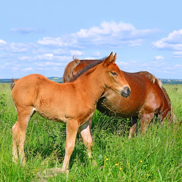 Veulen met een merrie op een zomerweide — Stockfoto