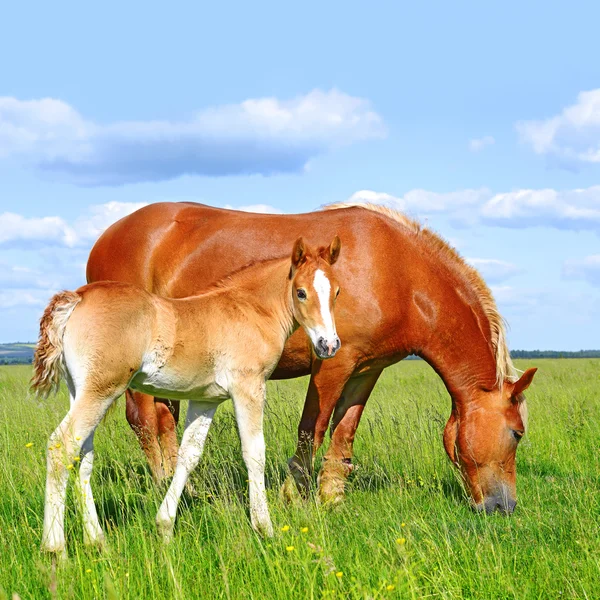 Föl med en märr på en fäbod — Stockfoto