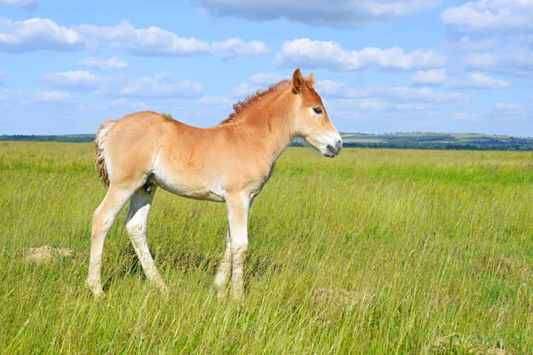 小马驹在乡村景观的夏季牧场上 — 图库照片