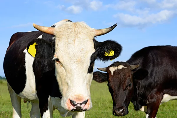 bir inek bir mera karşı başkanı