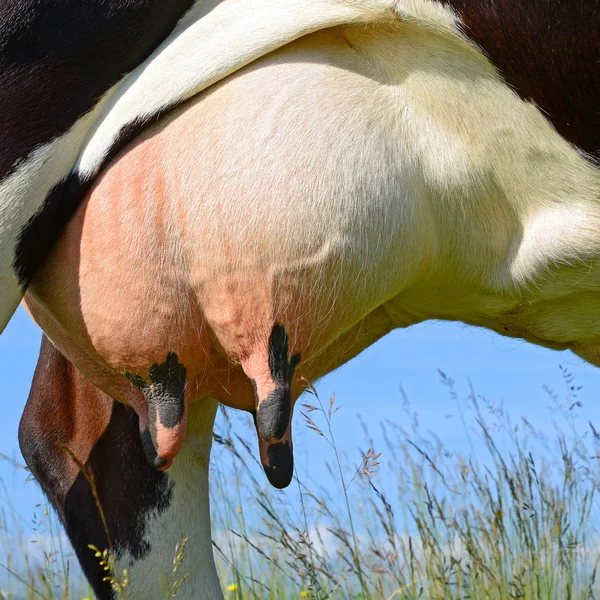 Una ubre de una vaca joven de cerca . —  Fotos de Stock