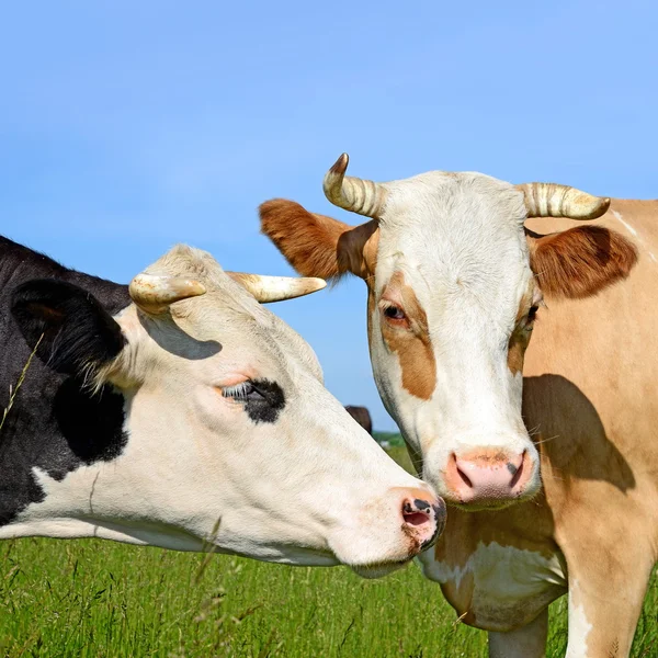 Vacas em um pasto de verão em uma paisagem rural de verão . — Fotografia de Stock