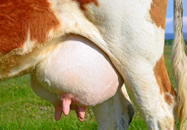 Une mamelle d'une jeune vache en gros plan . — Photo
