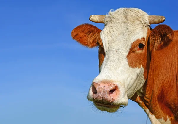 Testa di mucca contro il cielo — Foto Stock