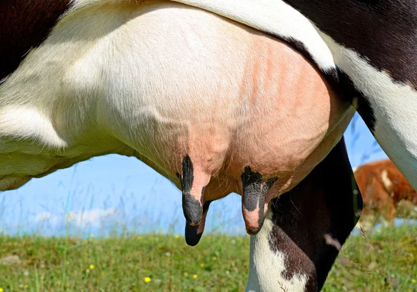 Um úbere de uma vaca jovem de perto . — Fotografia de Stock