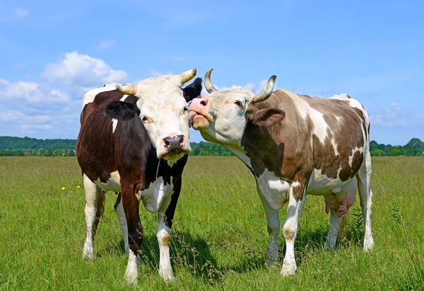 Krowy na letnie pastwiska w wiejski krajobraz lato. — Zdjęcie stockowe