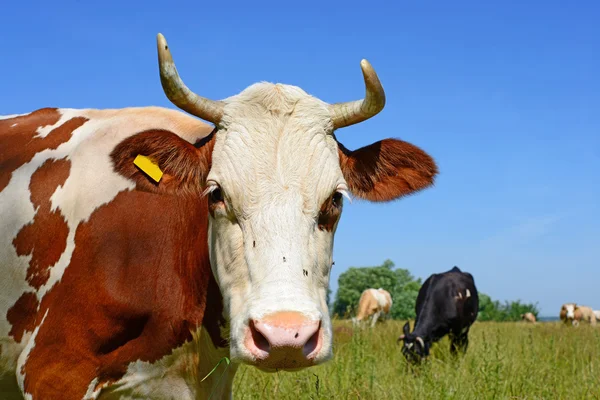 Mucche su un pascolo estivo in un paesaggio rurale estivo . — Foto Stock