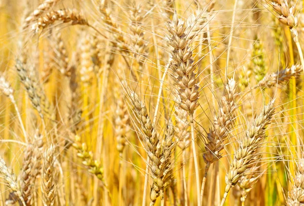 Campo di grano nel paesaggio rurale — Foto Stock