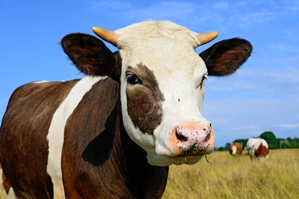 Mucche su un pascolo estivo in un paesaggio rurale estivo . — Foto Stock