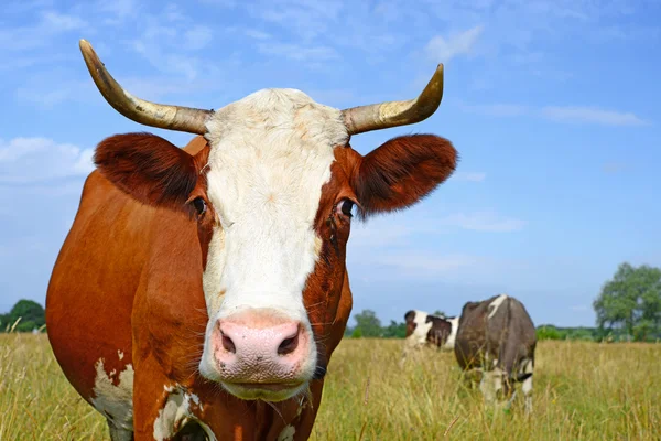 Uma vaca em um pasto de verão em uma paisagem rural de verão . — Fotografia de Stock