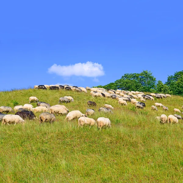 Ovelhas em montanhas em uma paisagem de verão . — Fotografia de Stock
