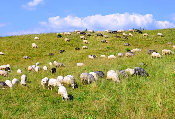 Pecora in montagna in un paesaggio estivo . — Foto Stock