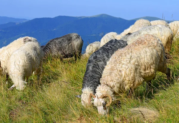 Las ovejas en las montañas en el paisaje veraniego . —  Fotos de Stock