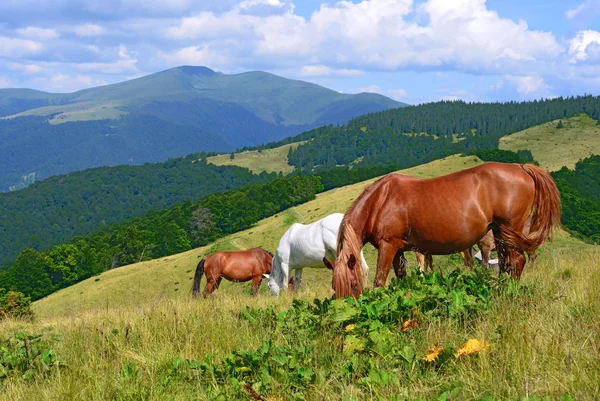 夏の山の牧草地の馬 — ストック写真