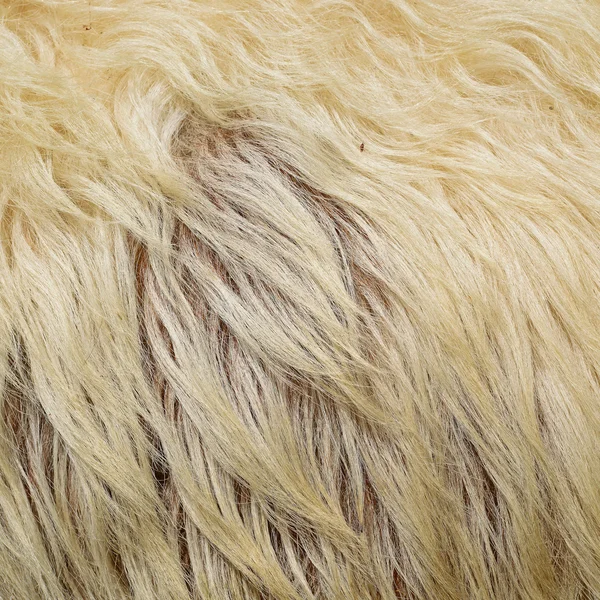 Una pelle di una pecora in una fotografia di sfondo . — Foto Stock