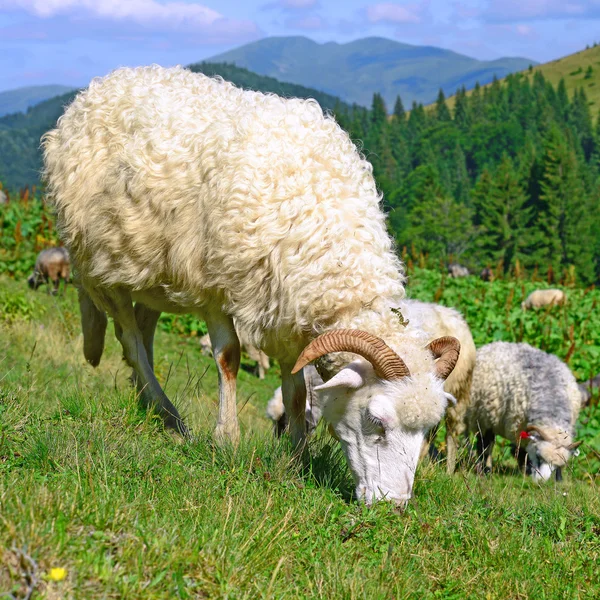 在夏天风景山区羊. — 图库照片