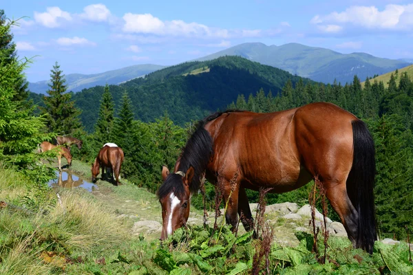 Caballos en un pasto de montaña de verano —  Fotos de Stock