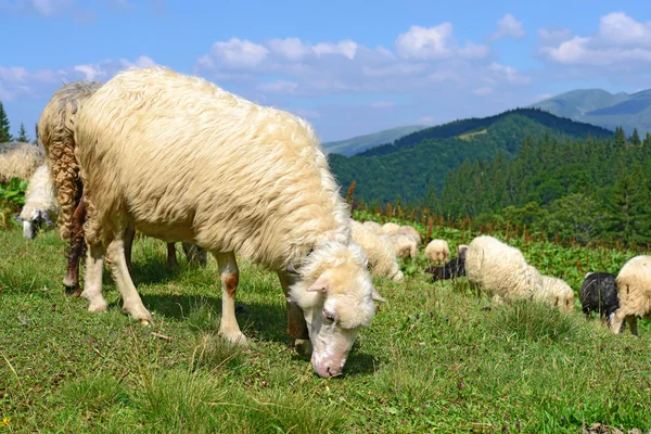 Вівці в горах в літньому пейзажі . — стокове фото