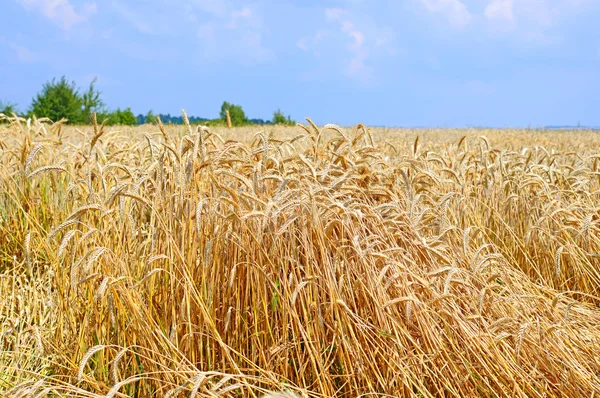 Korn fältet i landsbygdens landskap — Stockfoto