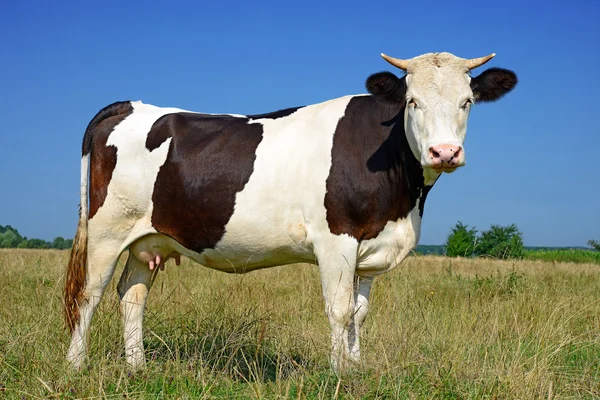 Uma vaca em um pasto de verão em uma paisagem rural de verão — Fotografia de Stock