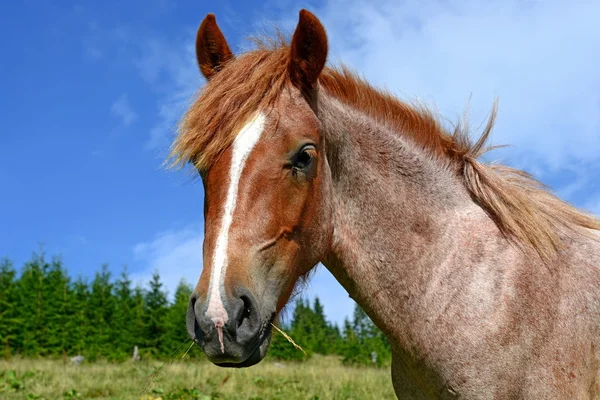Huvudet av en häst mot himlen — Stockfoto