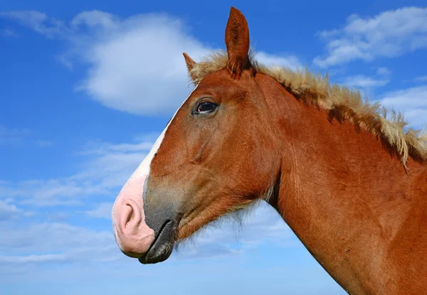 Cabeza de caballo contra el cielo —  Fotos de Stock