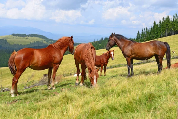 Коні на літньому гірському пасовищі — стокове фото