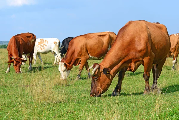 Vaches sur un pâturage d'été dans un paysage rural d'été . — Photo