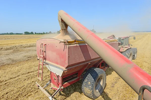 Cosechadora de grano sobrecargado en el tanque de grano del remolque tractor . — Foto de Stock