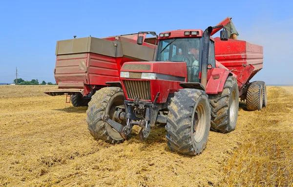 Överbelastning korn skördare i korn tanken på traktor släp. — Stockfoto