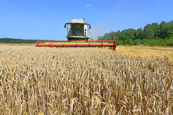 Grain harvesting combine in a rural landscape. — Stock Photo, Image