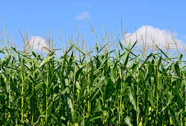 Unga majs i landsbygdens landskap — Stockfoto