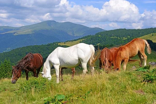 Horses on a summer mountain pasture Stock Image