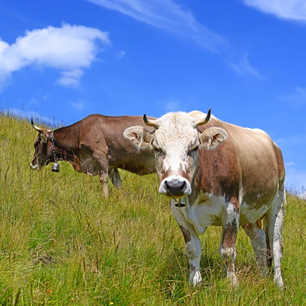 Cows on a summer pasture in a summer rural landscape. Stock Image