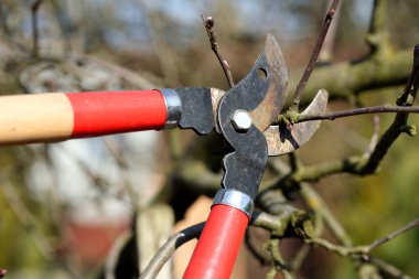 Erken baharda bahçedeki budama makası