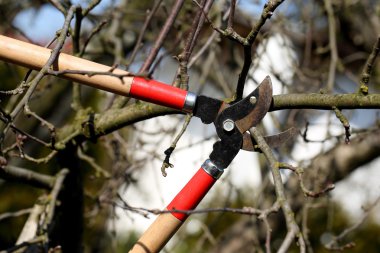Erken baharda bahçedeki budama makası