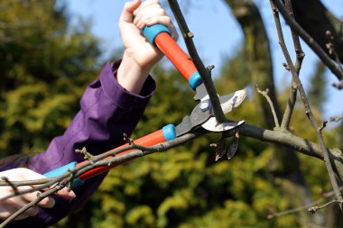 Erken baharda bahçedeki budama makası