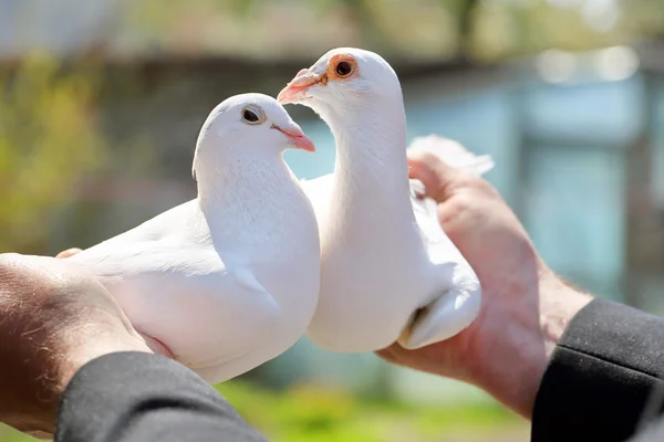 브리 더 스의 손에 두 개의 흰색 비둘기 — 스톡 사진