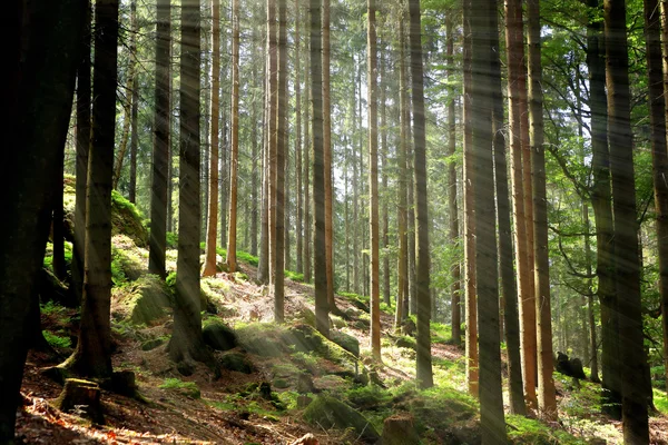 Forêt verte et rayons de lumière — Photo