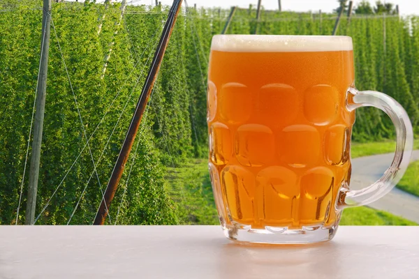 Pinte de bière sur fond de houblon avec espace pour le texte — Photo